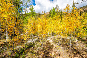 Aspen golden trees autumn fall forest Colorado Cottonwood pass hiking trail with yellow colorful foliage wide angle view