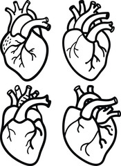 Human Heart Line Drawing