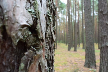 Close-up of tree bark in a pine forest with blurred background. Natural texture and details of bark and lichen in a serene woodland setting