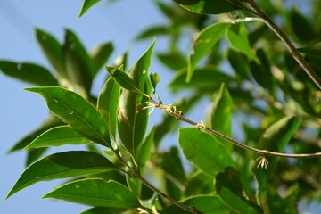 Osmanthus insularis leaves against a bright blue sky, part of the Osmanthus insularis series