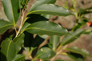 Osmanthus insularis, Bakdalmokseo with glossy evergreen leaves known for calming and digestive effects. Photographed in Korea.