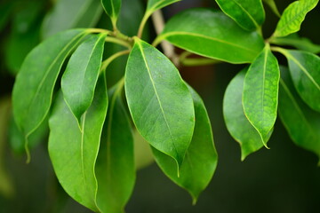 Osmanthus insularis, Bakdalmokseo with leathery green leaves used in traditional Korean herbal...