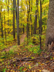Yellow autumn leaves in golden forest with path