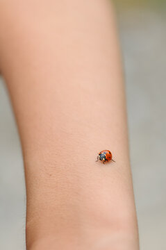 Une coccinelle s'est pos&eacute;e sur un bras, osmose entre l'humain et la nature