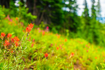 Red paintbrush wildflowers flowers grass in Colorado macro closeup at Top of Vail Tour Ridge route hiking trail path in summer pine forest