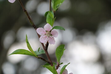 Gentle spring with delicate lights