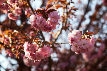 Close-up of blooming pink cherry blossoms on a branch with blurred background