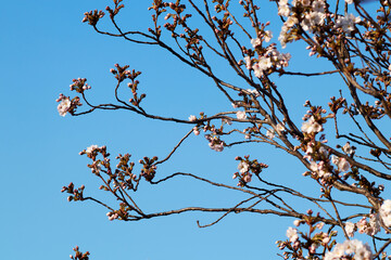 Cherry tree branches with pink blossoms and buds against a clear blue sky