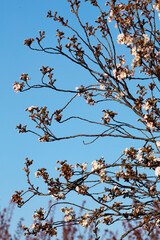 Cherry tree branches with pink blossoms and buds against a clear blue sky