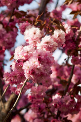 Close-up of blooming cherry blossoms with soft pink petals and warm sunlight
