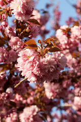 Close-up of blooming cherry blossoms with soft pink petals and warm sunlight