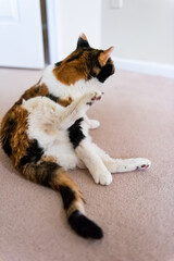 Calico old senior thin cat sitting on carpet floor curious distracted looking in home room by door of house