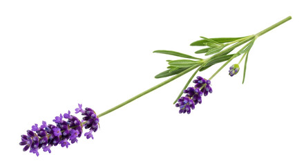 Isolated Lavender Sprig
