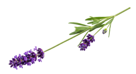Isolated Lavender Sprig