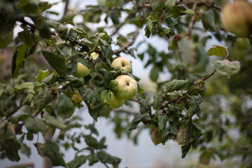 Plants in the garden with green leaves
