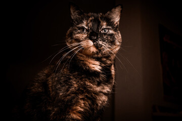 Tortoiseshell cat posing for the camera
