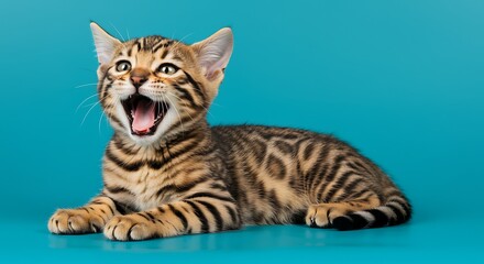 Adorable Bengal Kitten Yawning on Blue Background Cute Pet Photography
