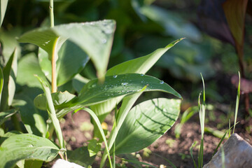 Plants in the garden with green leaves