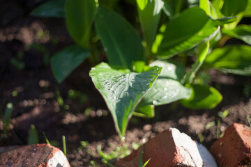 Plants in the garden with green leaves