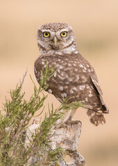 Little Owl Perched on Cream backdrop