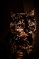 Tortoise cat portret  © Christina