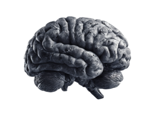 strong brain on white background