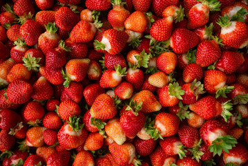 Many ripe strawberries with green tops are creating a vibrant red background, freshly picked from a...