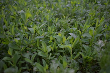 Close-up view of dense green vegetation in natural light. A rich texture of fresh leaves creates a...