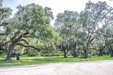 oak tree