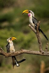 Southern yellow-billed hornbills perched on a tree, Samburu, Kenya