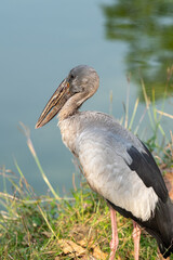 Asian Openbill Stork, Anastomus oscitans