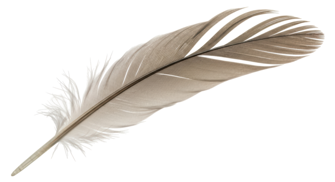 Isolated Feather