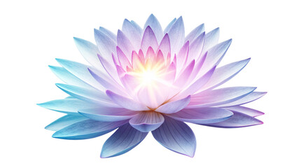 Fototapeta premium A pink lotus and white water lily blossom float gracefully on a pond, a beautiful symbol of summer nature