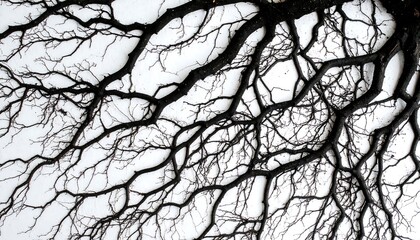 Fototapeta premium Stark Black Tree Branches Against a Bright White Sky, Creating an Abstract Pattern