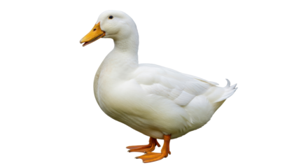 Isolated White Duck