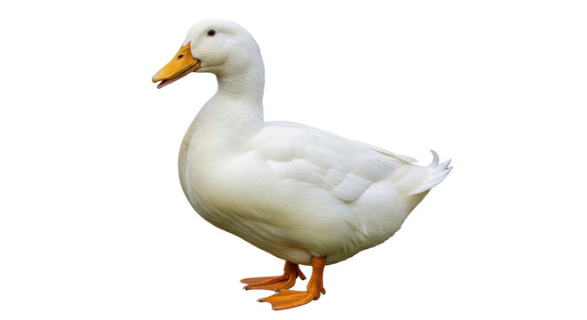 Isolated White Duck