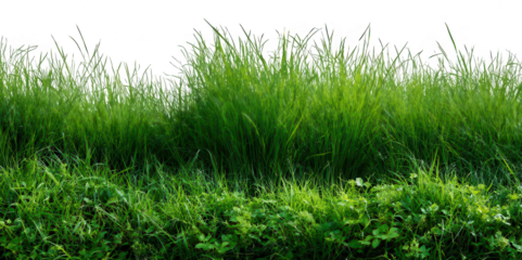 Realistic Green Grass Field PNG – Isolated on Transparent Background for Landscape Design, Nature Projects, and Outdoor Scene Creators