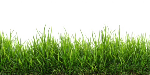 Realistic Green Grass Field PNG – Isolated on Transparent Background for Landscape Design, Nature Projects, and Outdoor Scene Creators