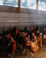 Brown hens standing together inside chicken coop. © Bell