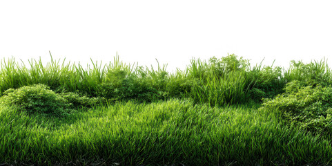 Fototapeta premium Realistic Green Grass Field PNG – Isolated on Transparent Background for Landscape Design, Nature Projects, and Outdoor Scene Creators