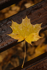 Yellow Maple Leaf in Rain on Brown Wooden Bench