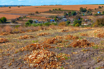 Dried corn husks lie in scattered piles across summer fields, marking the end of harvest in a quiet...