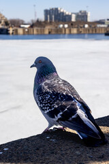 A detailed view of a pigeon, showing its feathers, posture, and natural presence in an urban or natural setting.