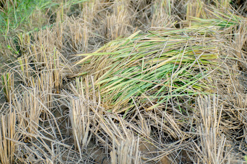 Piles of rice being harvested, rice still attached to the stalks, ripe rice ready to harvest.