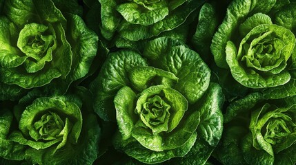 Fototapeta premium Modern Vertical Farm Rows of Crisp Green Lettuce Leaves Close-Up