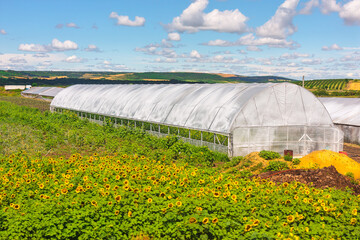 Large greenhouse stands amid sunflower fields under a vivid blue sky with scattered clouds. Scene...