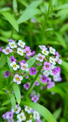 Heart shaped arrangement of Lobularia flowers