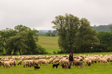 Flock of sheep in Transylvania, Romania