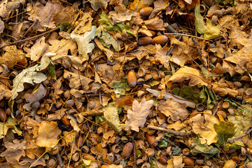 Top view of autumn oak leaves and acorns lying on the ground. Natural texture of fallen foliage and...