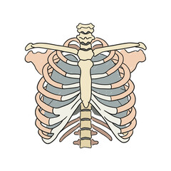 Anatomical illustration of human ribcage front view in color  